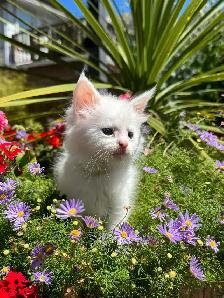 Purebred Maine Coon Kittens - Photo 4