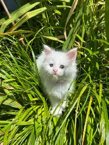 Purebred Maine Coon Kittens - Photo 5