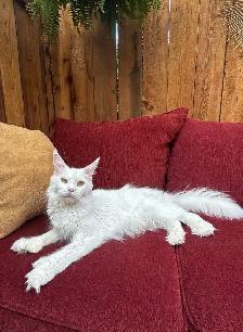Purebred Maine Coon Kittens - Photo 6