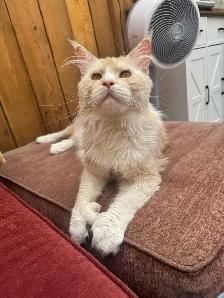 Purebred Maine Coon Kittens - Photo 7