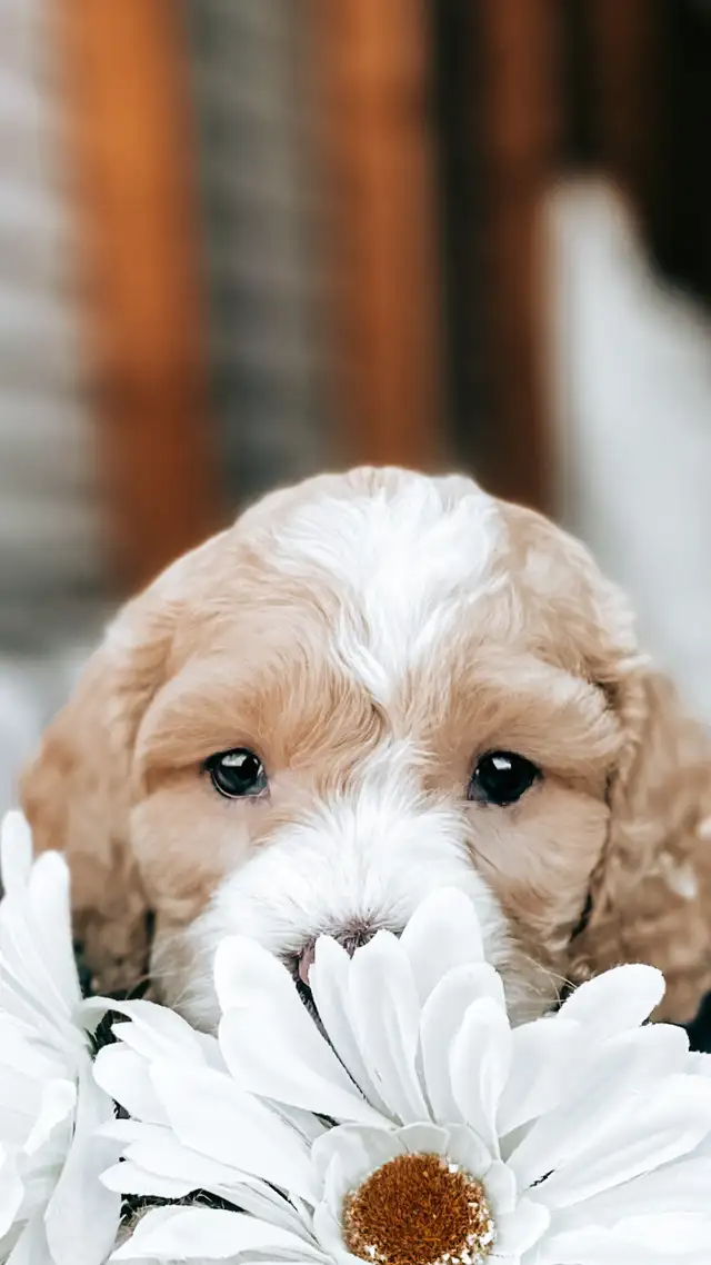 Breeder Photography!