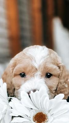 Breeder Photography!