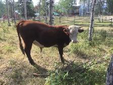 Hereford bull