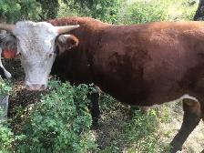 Hereford bull - Photo 2