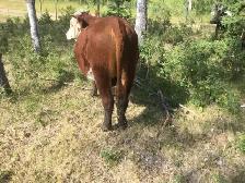 Hereford bull - Photo 3