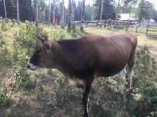 Hereford bull - Photo 4