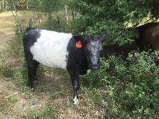 Hereford bull - Photo 5