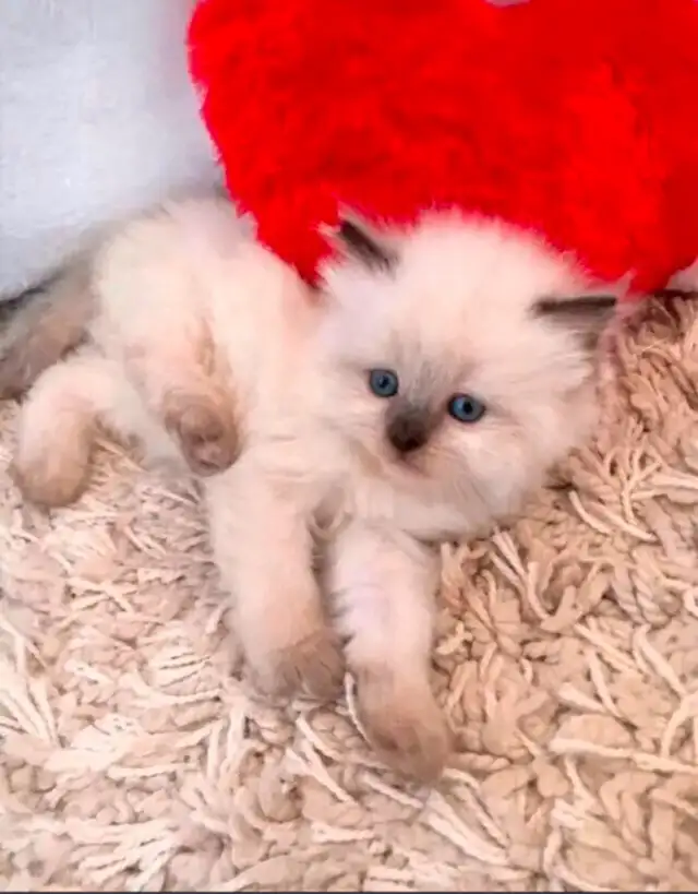 GORGEOUS BABY WHITEMITTTED & CHOCOLATEPOINT RAGDOLLS!