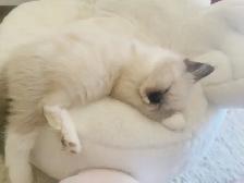 GORGEOUS BABY WHITEMITTTED & CHOCOLATEPOINT RAGDOLLS! - Photo 5