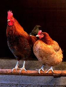 Free chickens