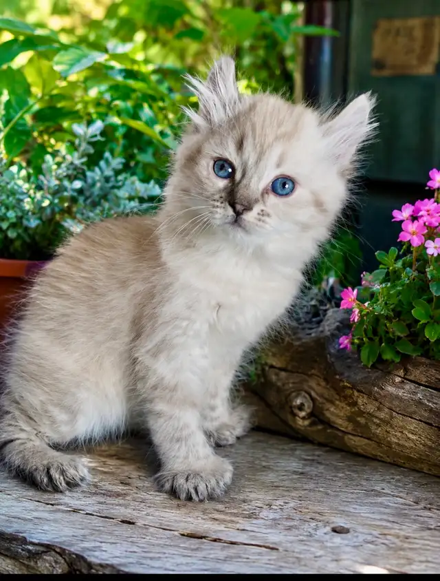 chaton Highland Lynx