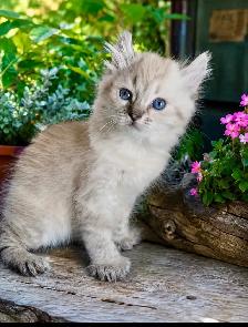 chaton Highland Lynx