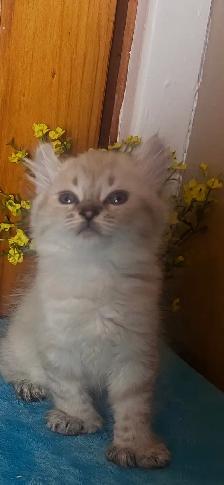 chaton Highland Lynx - Photo 3