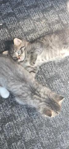 Kittens for Adoption