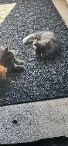 Kittens for Adoption - Photo 2