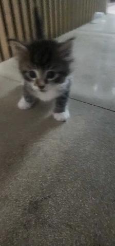 Kittens for Adoption - Photo 3