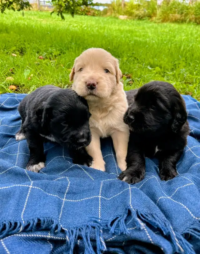 Beautiful Golden Retriever/Border Collie Puppies