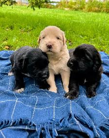 Beautiful Golden Retriever/Border Collie Puppies