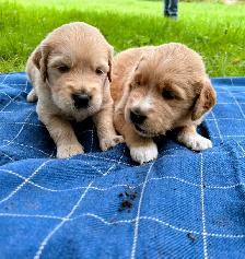 Beautiful Golden Retriever/Border Collie Puppies - Photo 2