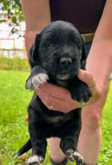 Beautiful Golden Retriever/Border Collie Puppies - Photo 3