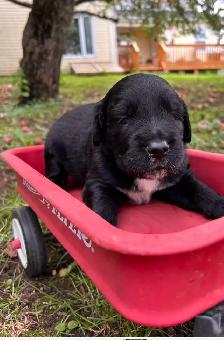 Beautiful Golden Retriever/Border Collie Puppies - Photo 4