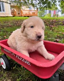 Beautiful Golden Retriever/Border Collie Puppies - Photo 5