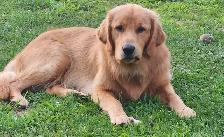 Beautiful Golden Retriever/Border Collie Puppies - Photo 6