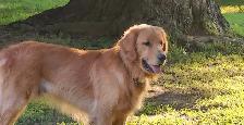 Beautiful Golden Retriever/Border Collie Puppies - Photo 7