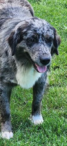 Beautiful Golden Retriever/Border Collie Puppies - Photo 8