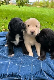 Beautiful Golden Retriever/Border Collie Puppies - Photo 9