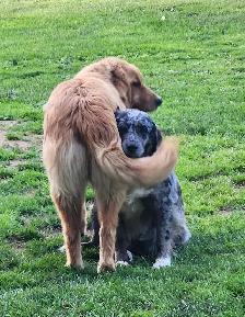 Beautiful Golden Retriever/Border Collie Puppies - Photo 10
