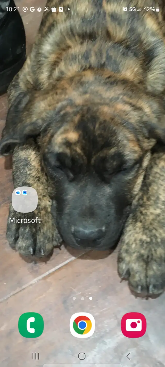 PURE BRED PRESA CANARIO