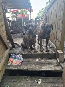 PURE BRED PRESA CANARIO - Photo 2