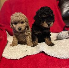 king Charles Cavalier / mini Poodle