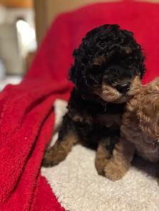 king Charles Cavalier / mini Poodle - Photo 2