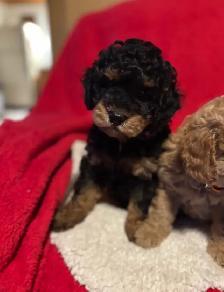 king Charles Cavalier / mini Poodle - Photo 3