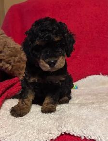king Charles Cavalier / mini Poodle - Photo 4