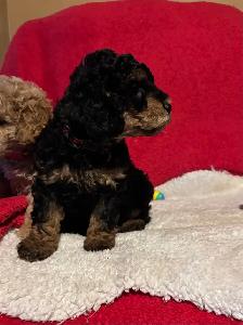 king Charles Cavalier / mini Poodle - Photo 5