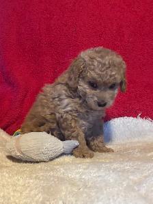king Charles Cavalier / mini Poodle - Photo 6