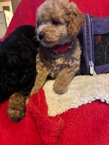 king Charles Cavalier / mini Poodle - Photo 7