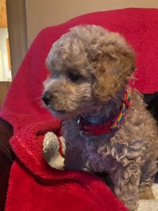 king Charles Cavalier / mini Poodle - Photo 8