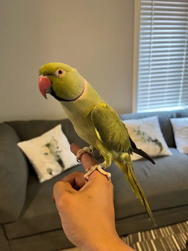 Indian Ringneck