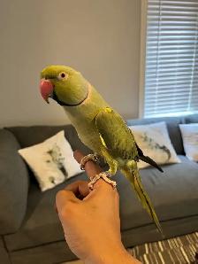 Indian Ringneck