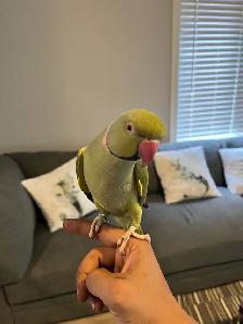 Indian Ringneck - Photo 2