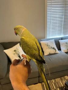 Indian Ringneck - Photo 3
