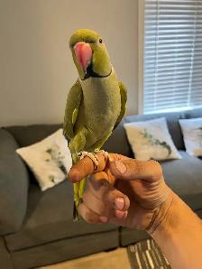 Indian Ringneck - Photo 4