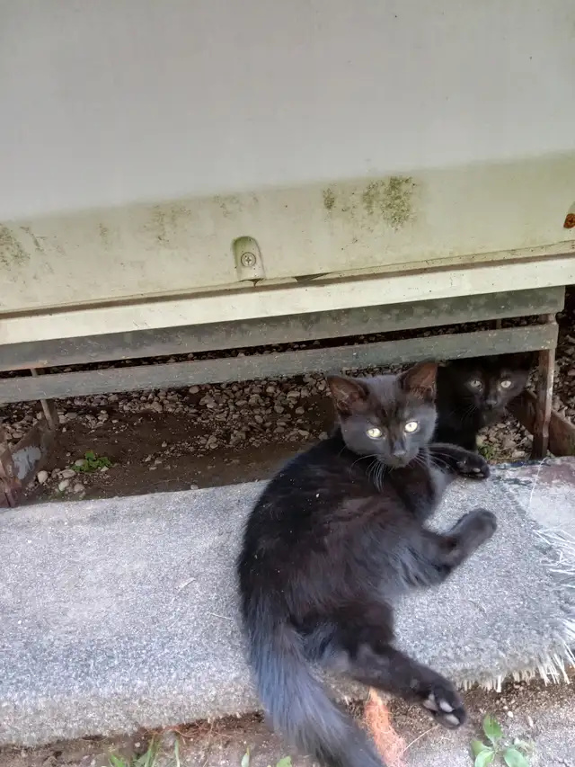 Kittens for rehoming