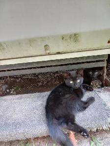 Kittens for rehoming