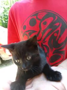 Kittens for rehoming - Photo 2