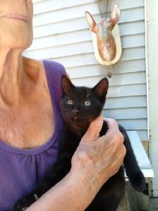 Kittens for rehoming - Photo 3